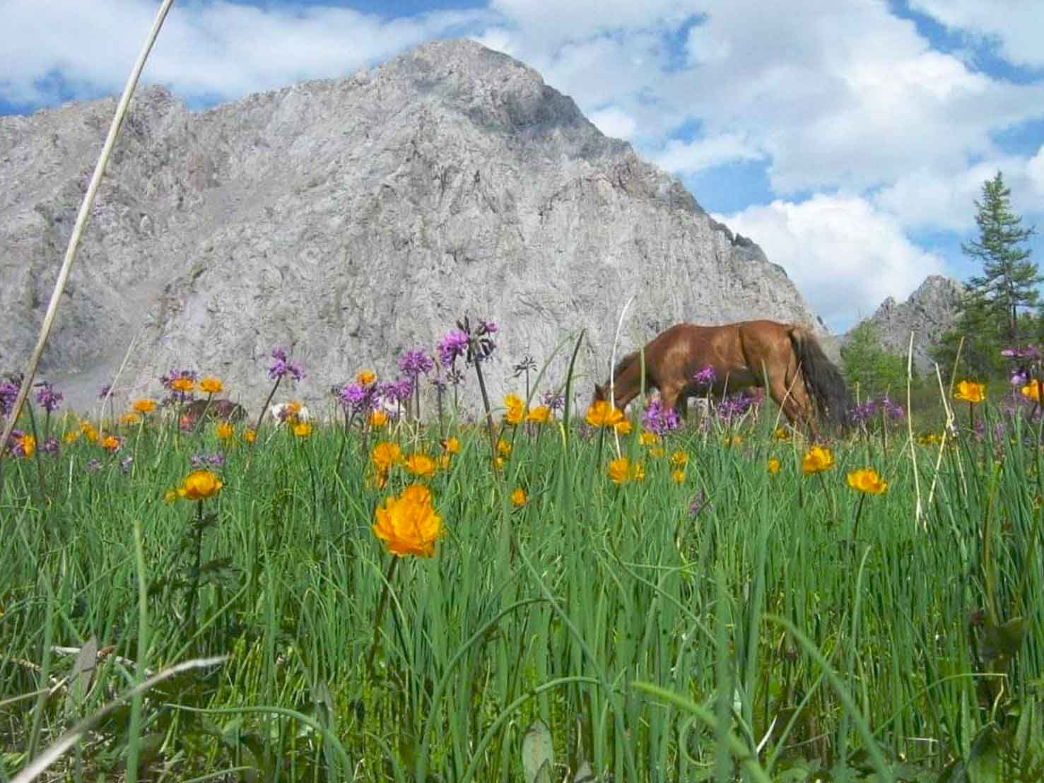 wild mongolia
