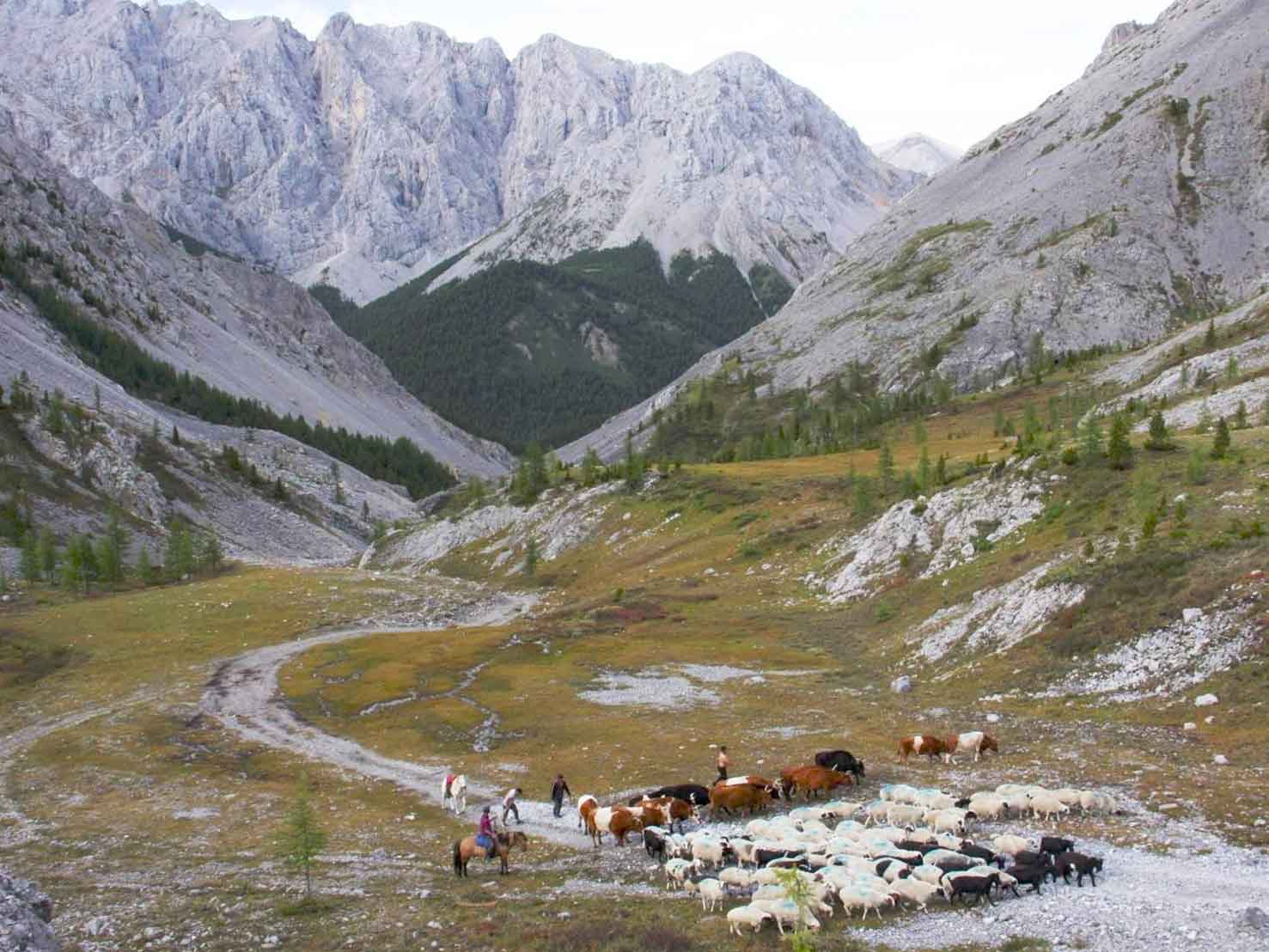 wild mongolia